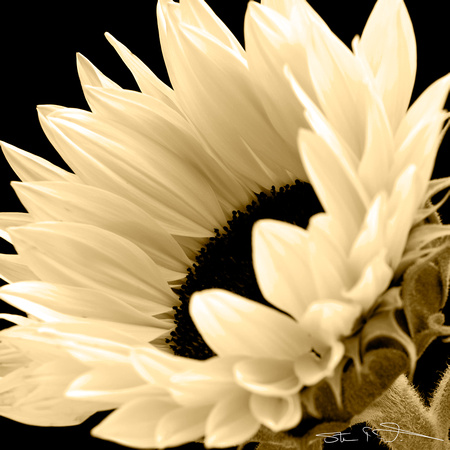 Sun Flower